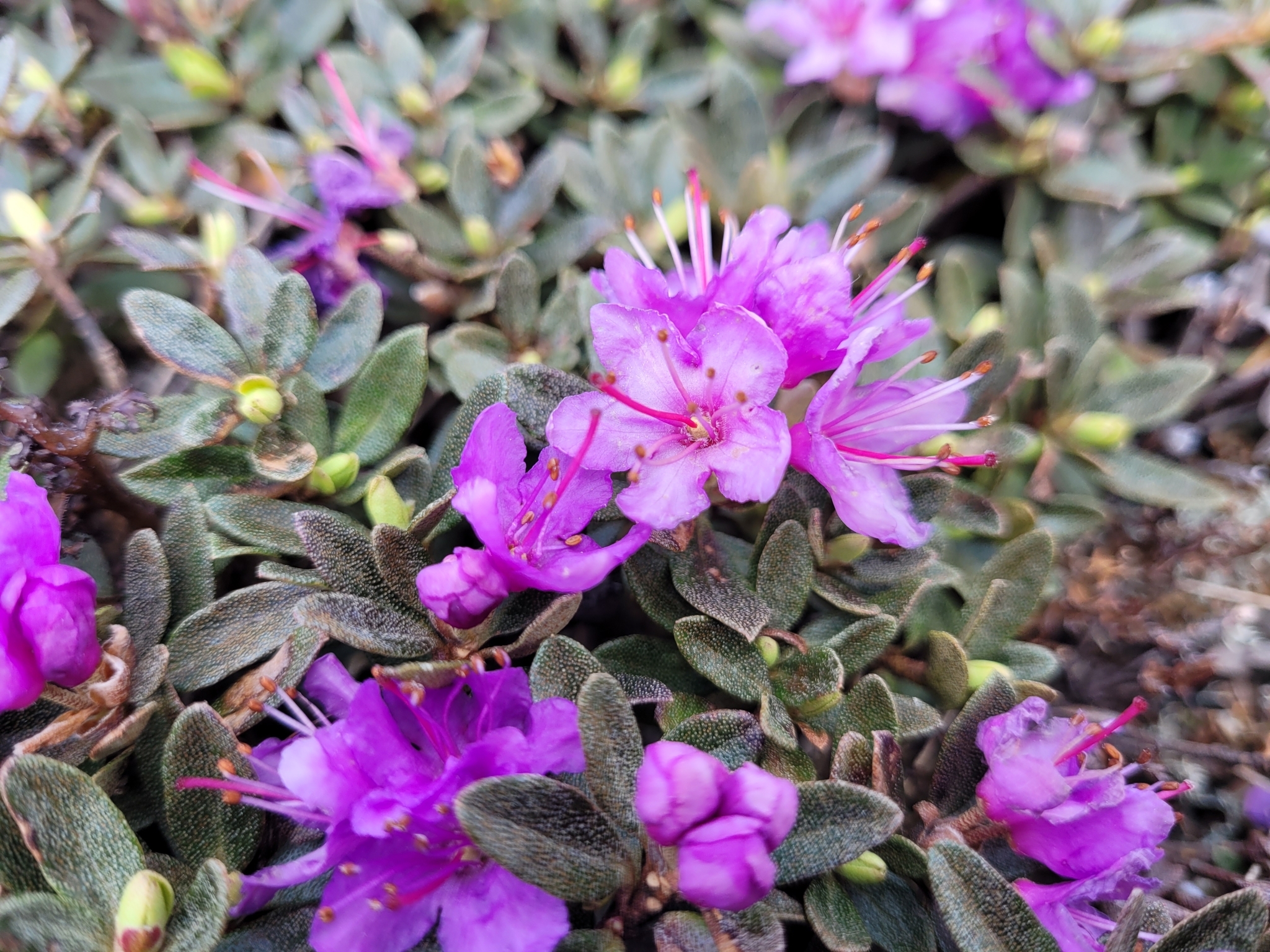 Rhododendron lapponicum