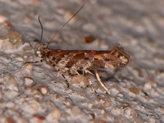 Aristotelia lespedezae