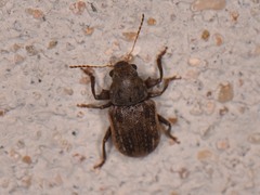 Xanthonia vagans