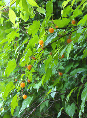 Rubus palmatus coptophyllus