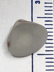 Tivela