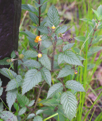 Rubus sumatranus