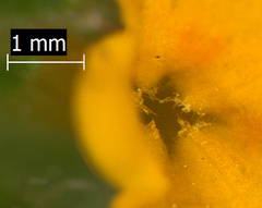 Amsinckia lycopsoides