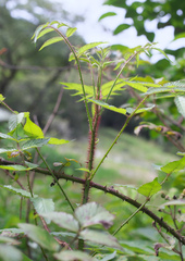 Rubus sumatranus