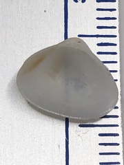 Tivela