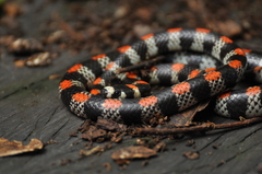 Scolecophis atrocinctus