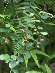 Rubus microphyllus