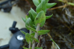 Bacopa caroliniana