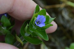 Bacopa caroliniana