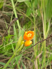 Stenomesson aurantiacum