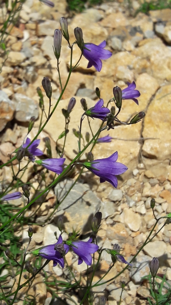 Spanish Bellflower