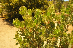 Arctostaphylos pringlei