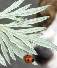 Coccinella septempunctata