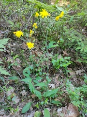 Hieracium sylvularum