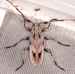 Acanthocinus nodosus