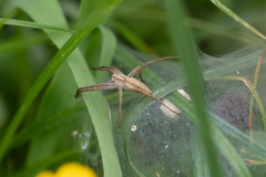 Pisaura mirabilis