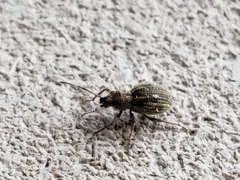 Calomycterus setarius