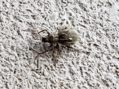 Calomycterus setarius