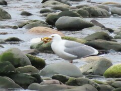 Larus argentatus image