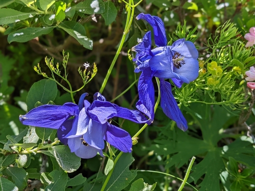 Aquilegia alpina (Aquilegia alpina)
