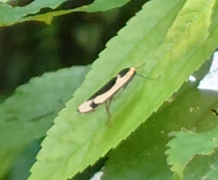 Thysanoptyx incurvata