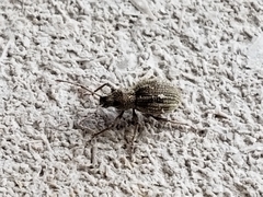 Calomycterus setarius