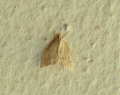 Prochoristis crudalis