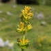 Gentiana lutea lutea - Photo (c) Todd Boland, some rights reserved (CC BY-NC), uploaded by Todd Boland