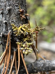 Arceuthobium americanum