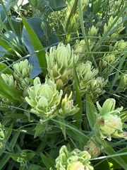 Castilleja lutescens