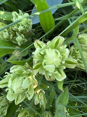 Castilleja lutescens