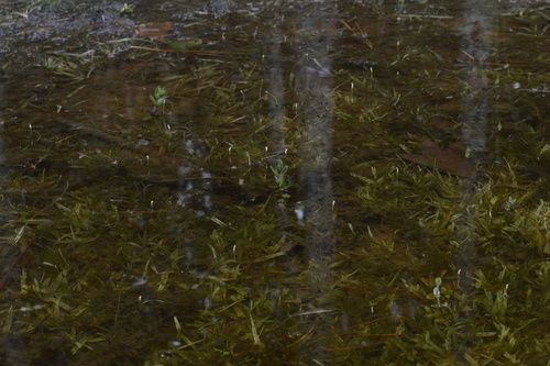 Image of Blyxa aubertii by (c) Daniel McNair, some rights reserved (CC BY)