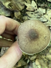 Pluteus hongoi