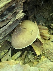 Pluteus hongoi