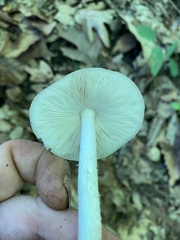 Pluteus hongoi