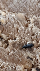 Dryophthorus americanus