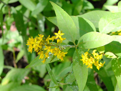 Lysimachia fraseri