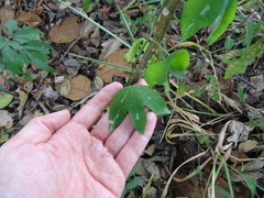 Passiflora trifasciata