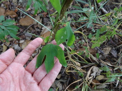 Passiflora trifasciata