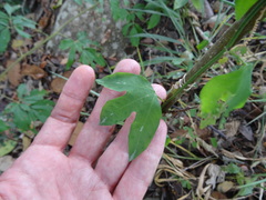 Passiflora trifasciata