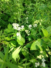 Ceanothus americanus