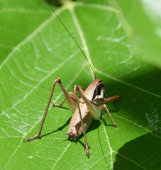 Eupholidoptera smyrnensis