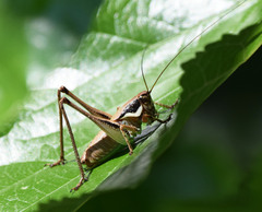 Eupholidoptera smyrnensis