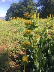 Gentiana lutea lutea
