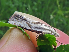Eucosma metzneriana