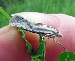 Eucosma metzneriana