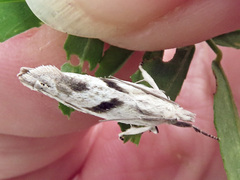 Eucosma metzneriana