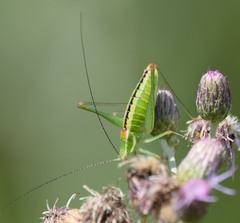 Poecilimon macedonicus