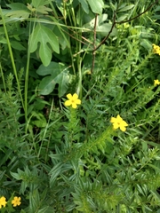 Lithospermum caroliniense