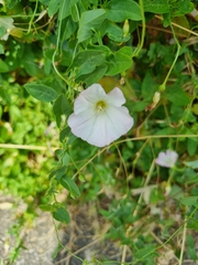 Convolvulus arvensis